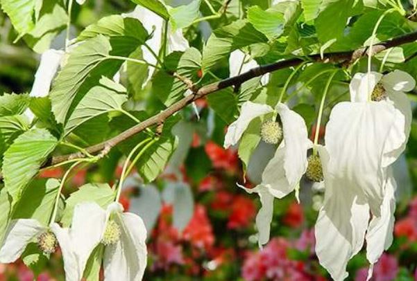 Cây bồ câu, 'hóa thạch sống 60 triệu năm' nhưng chỉ nở hoa trong vòng 10 ngày