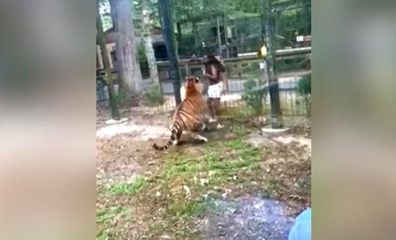 CLIP: Liều lĩnh vượt rào tiếp cận hổ dữ, cô gái suýt mất bàn tay