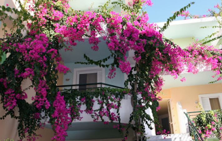 Hoa nở rực rỡ ngày hè nhờ “rác thải” nhà bếp: Hiệu quả hơn cả bia hay nước vo gạo