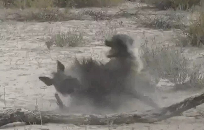 CLIP: Cuộc chiến sinh tử giữa hai linh cẩu nâu và cái kết đẫm máu