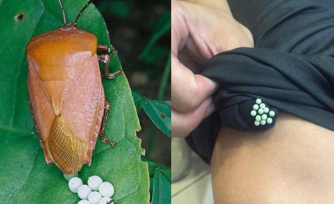 Cảnh báo mùa hè: Phát hiện dấu hiệu bất thường trên quần áo phơi ngoài trời, đừng chủ quan, hậu quả có thể rất nghiêm trọng