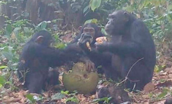 Tinh tinh hoang dã bị bắt gặp chia sẻ trái cây có cồn: Gợi mở nguồn gốc xa xưa của thói quen uống rượu