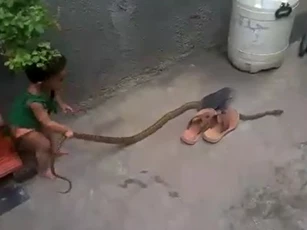 CLIP: Rùng mình cảnh bé gái chưa đầy 2 tuổi tay không bắt rắn trong sân nhà