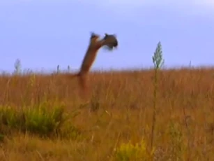 CLIP: Linh miêu phi thân bắt gọn gà sao giữa không trung