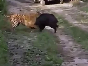 CLIP: Lợn rừng liều mạng thoát khỏi nanh vuốt hổ dữ và cái kết