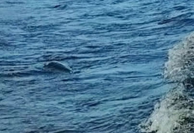 Cuộc chạm trán rợn người giữa chuyên gia và quái vật hồ Loch Ness lúc nửa đêm