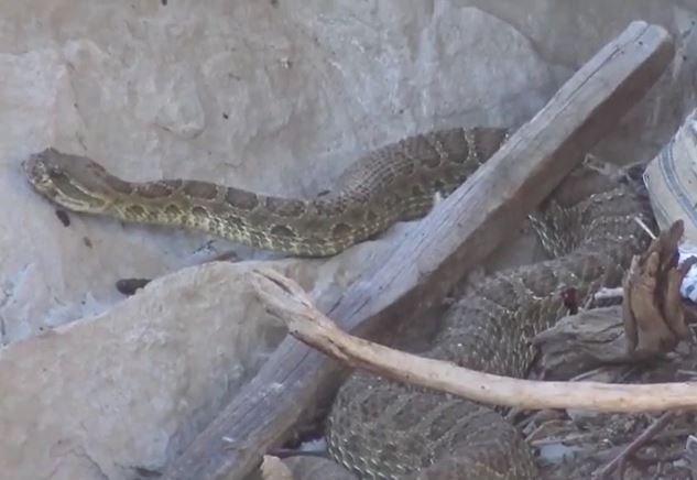 CLIP: Bị thợ săn đe dọa, rắn đuôi chuông tự tiêm nọc độc tự sát