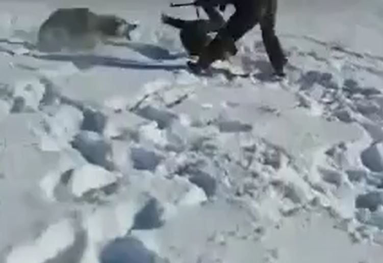 CLIP: Chó sói tưởng đã chết bất ngờ bật dậy tấn công khiến thợ săn kinh hãi tháo chạy