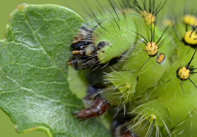 Thực vật có biết đau không? Có thể la hét khi bị tổn thương không? Câu trả lời chắc chắn khiến nhiều người bất ngờ