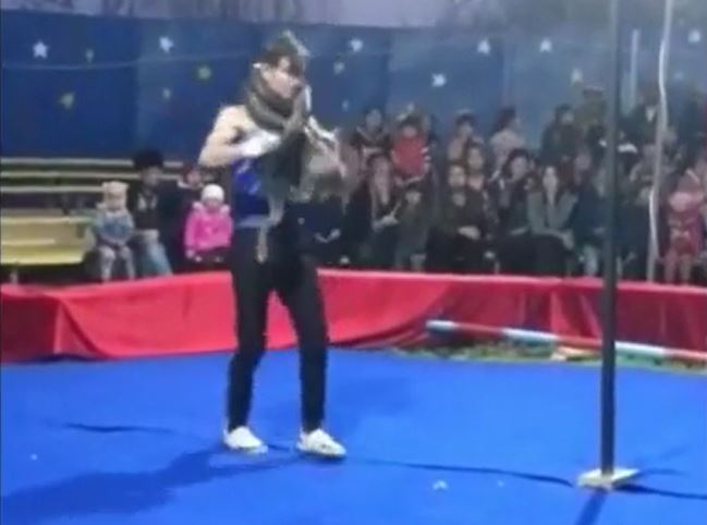 CLIP: HLV xiếc bị trăn siết cổ đến chết ngay giữa sân khấu trước hàng trăm khán giả