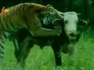 CLIP: Hổ vằn tung đòn chớp nhoáng, hạ gục bò sữa trong tích tắc
