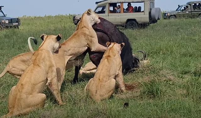 CLIP: Trâu rừng tử nạn khi bị 6 con sư tử hợp sức 'xâu xé'