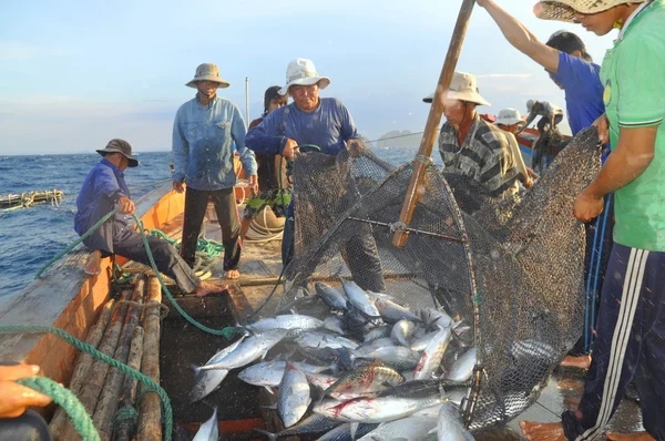 Thiếu giấy xác nhận, cá ngừ 'kẹt' đường xuất khẩu