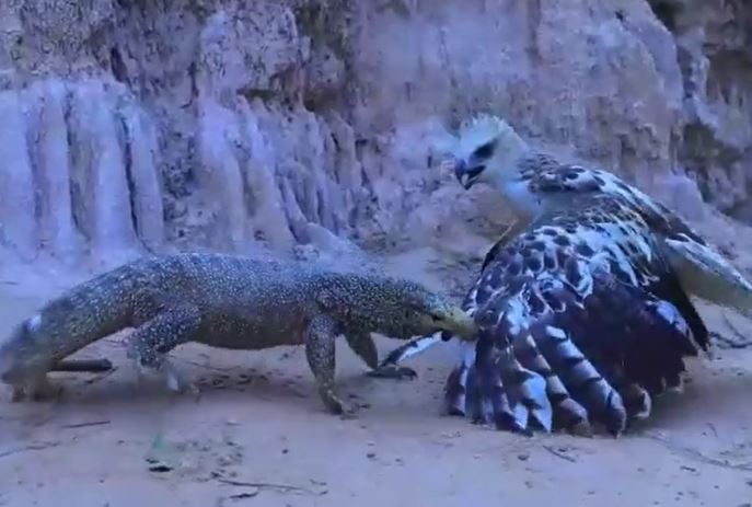 CLIP: Đi săn kỳ đà, đại bàng từ kẻ đi săn biến thành con mồi 