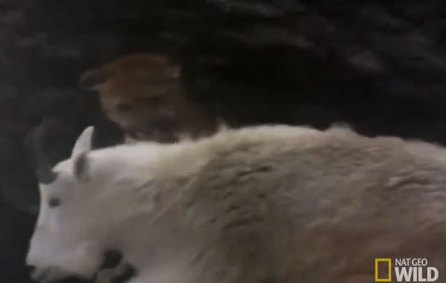 CLIP: Báo sư tử chọn nhầm con mồi, bị dê núi tấn công dữ dội phải bỏ chạy