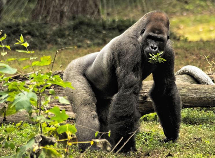 Vì sao khỉ đột ăn chay, không tập thể dục mà vẫn duy trì cơ bắp cuồn cuộn, còn con người thì không?