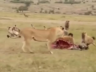 CLIP: Sư tử đực lao vào “giải cứu mỹ nhân”, đàn linh cẩu tháo chạy tán loạn