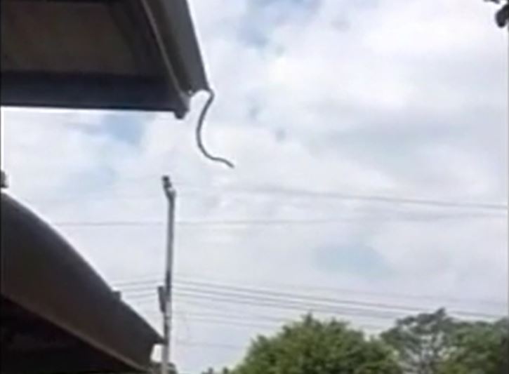 CLIP: Rắn bất ngờ phi thân từ nóc nhà xuống đất khiến người xem kinh ngạc