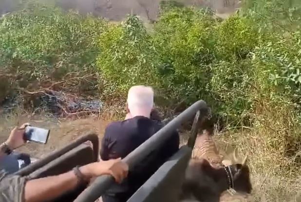 CLIP: Du khách kinh hãi khi chứng kiến cảnh hổ lao ra từ bụi rậm vồ bò ngay trước mũi xe Jeep