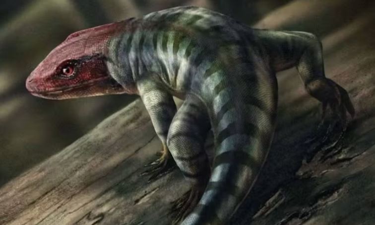 Phát hiện dấu chân bò sát cổ nhất thế giới tại Úc: Viết lại lịch sử tiến hóa