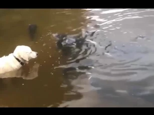 CLIP: Màn săn mồi ngoạn mục rồi hụt hẫng, chú chó Labrador suýt tóm gọn cá trê "khủng"