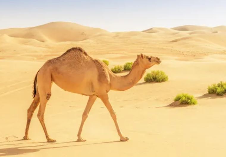Lạc đà ăn gì để sống sót giữa sa mạc khắc nghiệt?