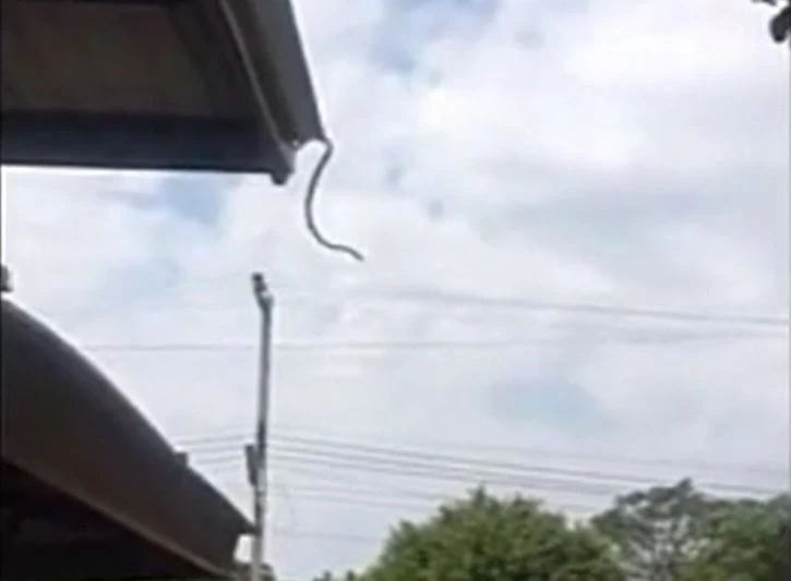 Ảnh cắt từ clip.