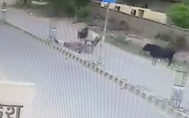 CLIP: Đang di chuyển bằng xe máy trên đường, người đàn ông bị bò lao ra húc ngã và cái kết 