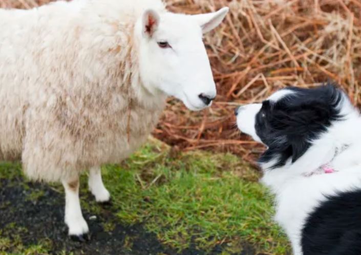 Động vật có thể học 'ngôn ngữ' của loài khác?