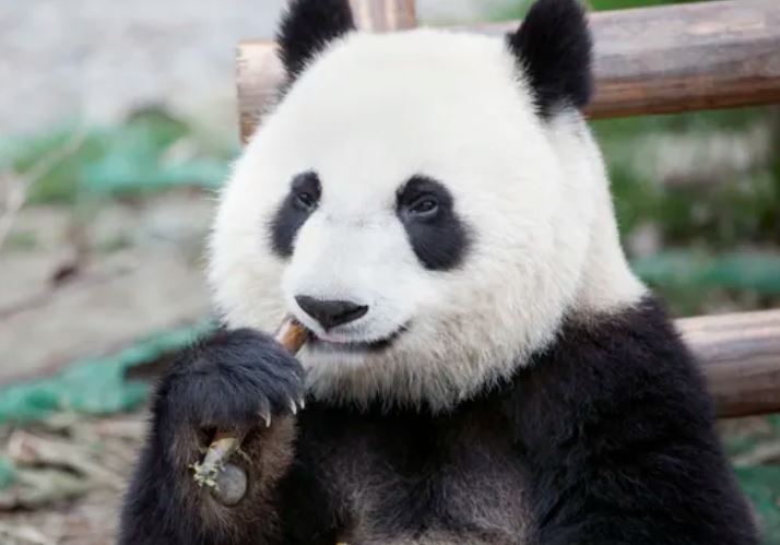 Gấu trúc ngoài ăn tre còn ăn gì? Sự thật bất ngờ về chế độ ăn thuần chay của loài gấu từng là động vật ăn thịt