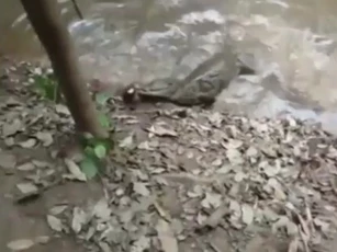 CLIP: Cá sấu bị lươn điện “phản đòn”, nằm co giật giữa sông