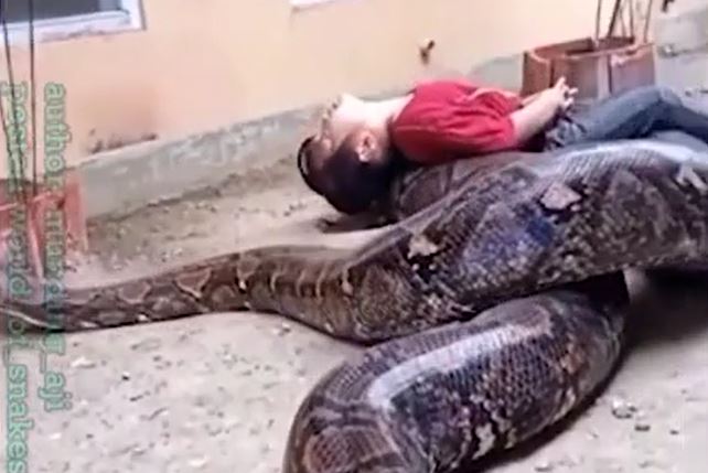 CLIP: Bị trăn 'khủng' tiếp cận, bé gái không hề sợ hãi mà thản nhiên vui đùa