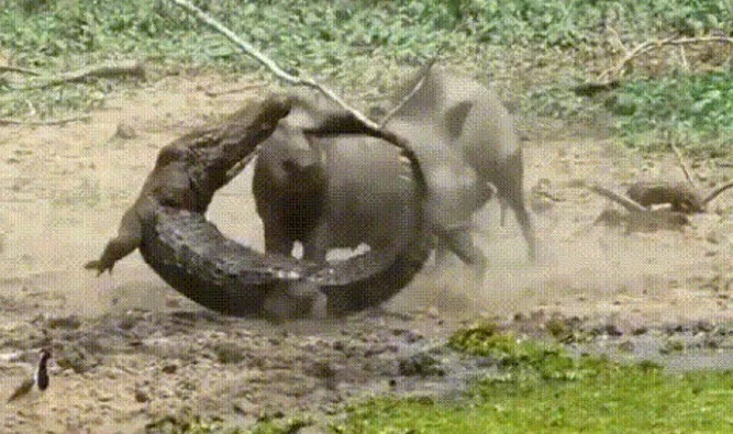 Ảnh cắt từ clip.