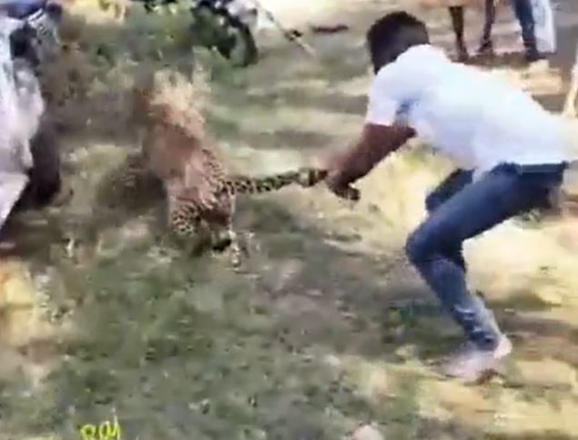 CLIP: Người đàn ông liều mạng dùng tay không bắt báo hoa mai và cái kết 