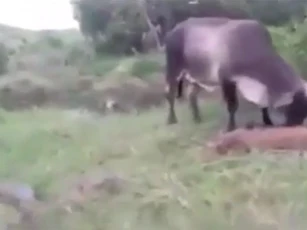 CLIP: Bò mẹ liều mình quyết chiến trăn khổng lồ để giành lại bê con