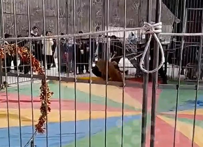 CLIP: Sư tử tấn công nhân viên trong buổi biểu diễn xiếc, khán giả hoảng loạn la hét