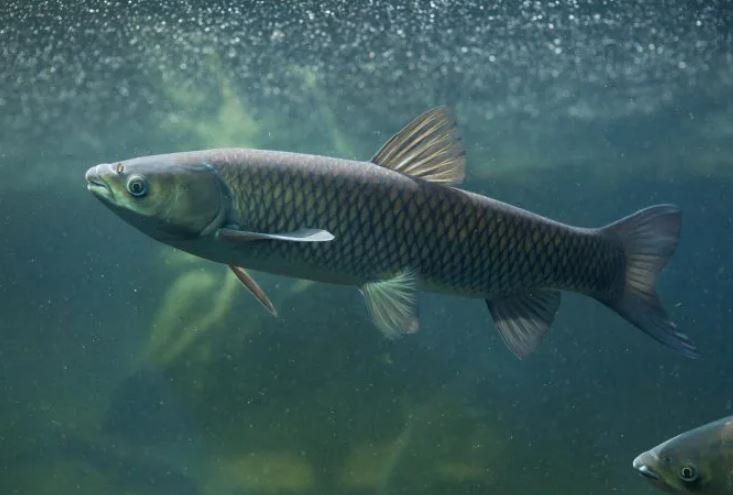 Câu cá bằng... trái cây – Bí quyết ít ai biết để dụ cá trắm cỏ sành ăn