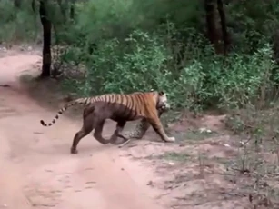 CLIP: Hổ cái tung đòn chớp nhoáng, hạ gục báo đốm ngay trước mặt du khách