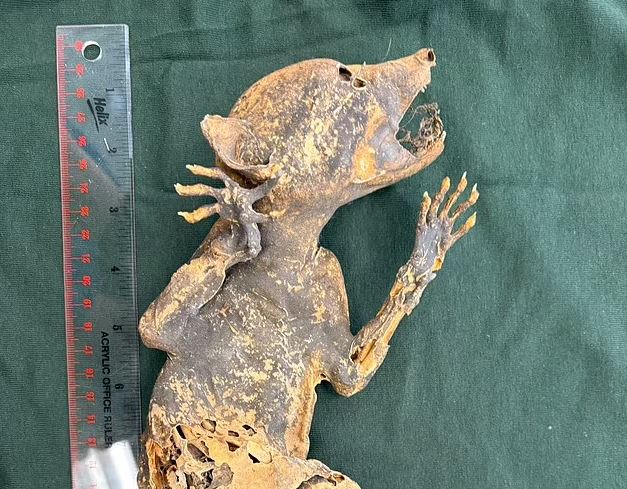 Bí ẩn "Capacabra": Xác ướp sinh vật có tay giống người khiến giới khoa học đau đầu