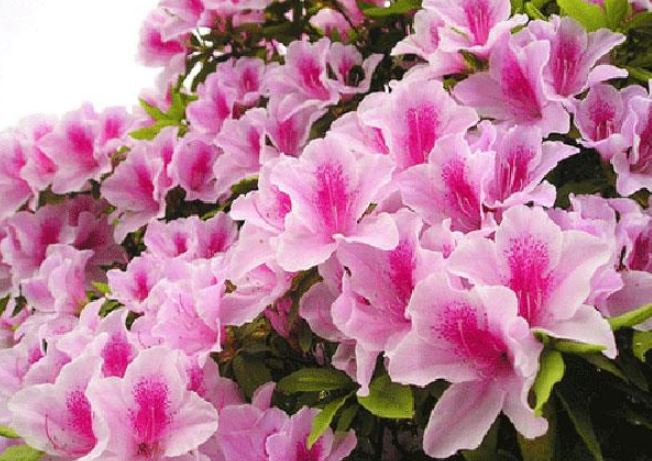 Nh&#x1EEF;ng lo&#xE0;i hoa &#x111;&#x1EB9;p nh&#x1B0;ng ch&#x1EE9;a &quot;k&#x1ECB;ch &#x111;&#x1ED9;c&quot;, tuy&#x1EC7;t &#x111;&#x1ED1;i kh&#xF4;ng n&#xEA;n tr&#x1ED3;ng trong nh&#xE0;!