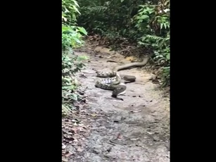 CLIP: Rắn hổ mang chúa "tập kích" trăn khổng lồ tại Singapore, kết cục bất ngờ