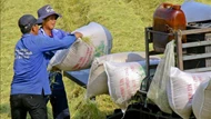 Điểm tựa kinh tế nông nghiệp của Việt Nam - Bài 1: Vùng đất lạc hậu hóa vựa lúa vàng