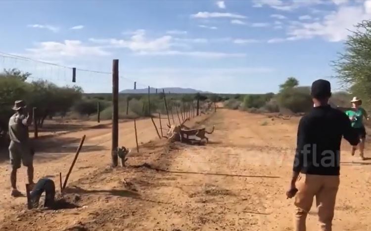 CLIP: Khoảnh khắc mẹ con báo săn truy sát, hạ gục linh dương trước mặt du khách