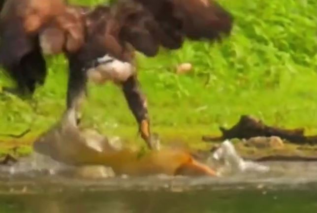 CLIP: Đại bàng phi thân xuống nước, vất vả tóm cá 'khủng' lôi lên bờ