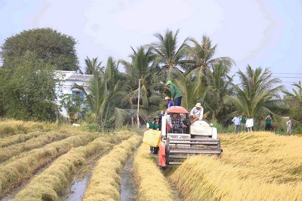 Doanh nghiệp phấn khởi khi giá gạo xuất khẩu tăng trở lại
