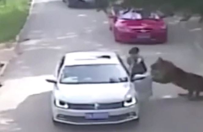 CLIP: Vừa bước xuống khỏi xe ô tô, cô gái bị hổ lao tới tấn công rồi lôi đi trước sự chứng kiến của người thân