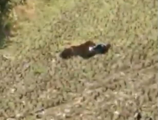 CLIP: Bị truy đuổi, hổ nổi điên tấn công người và cái kết gay cấn