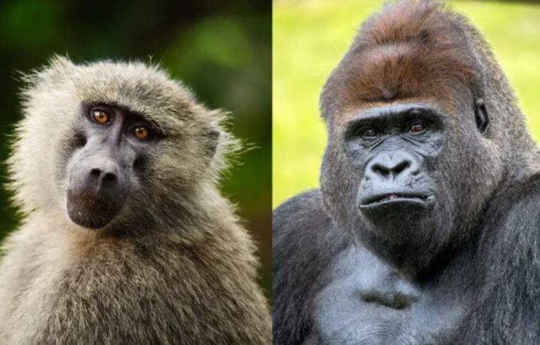 Sự khác biệt giữa vượn và khỉ dưới góc nhìn khoa học