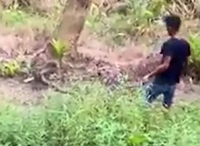 CLIP: Nam thanh niên dùng tay không bắt sống rắn hổ mang khổng lồ và cái kết