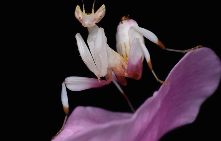 CLIP: Bọ ngựa ngụy trang tung đòn chớp nhoáng đoạt mạng ruồi tò mò